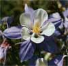 wf_columbine_blue.jpg